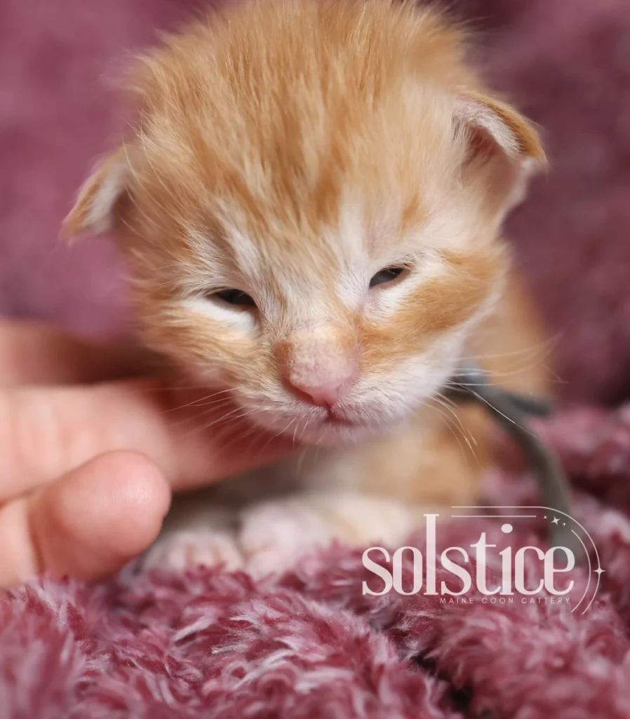 Toffee, a two-week-old pale red silver Maine Coon male kitten with newly opened blue eyes, photographed at Solstice Maine Coons.