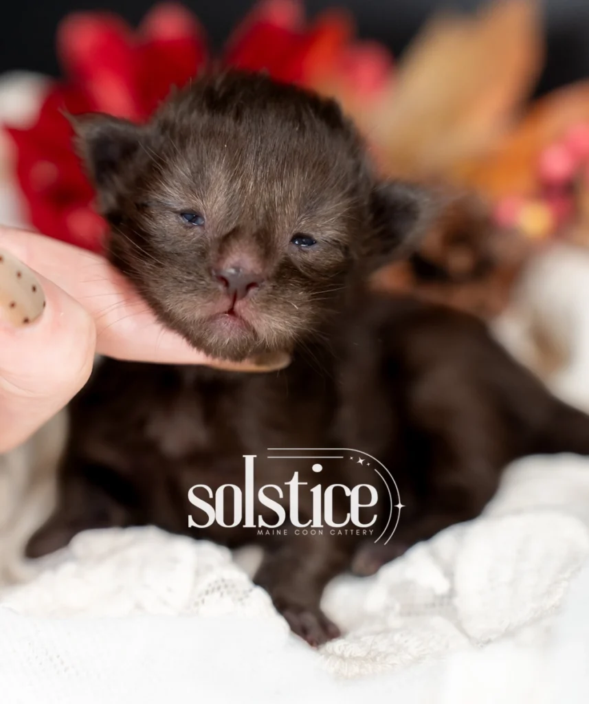 Tony, a one-week-old black polydactyl Maine Coon male kitten with newly opening eyes, photographed at Solstice Maine Coons in Queen Creek, Arizona.