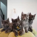 Solstice Maine Coons | Ethical Maine Coon Breeder in Arizona solsticemainecoons